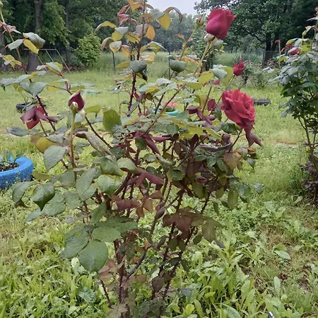 Gospodarstwo wiejskie сириус