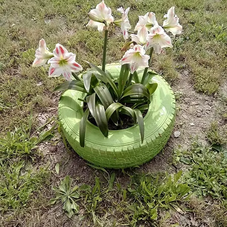 Lantställe сириус