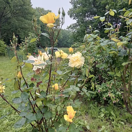 Lantställe сириус Sinemoretz