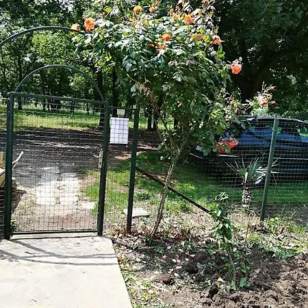 сириус סינמורץ