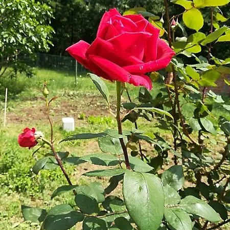 сириус Szinemorec