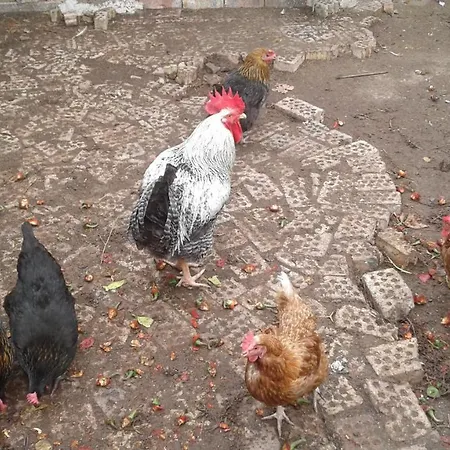 Casa rural сириус Sinemoretz